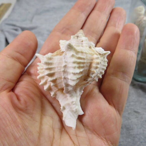 REAL Sea Shells in a Glass Square Vase and sand #3 - Picture 6 of 7